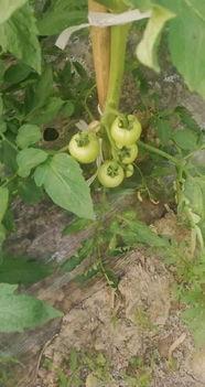 谁爆料冰岛的瓜果树视频,揭秘神秘瓜果树视频背后的真相 第1张 谁爆料冰岛的瓜果树视频,揭秘神秘瓜果树视频背后的真相 第1张