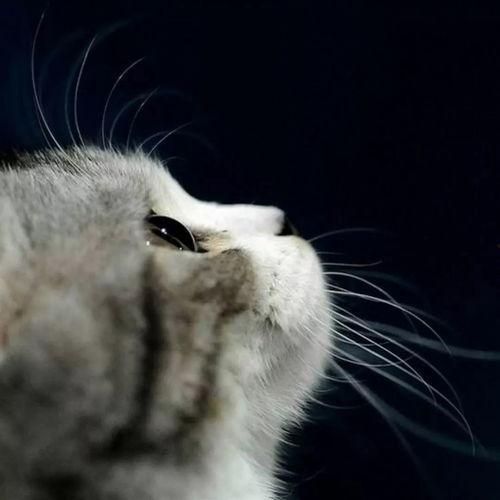 娱乐吃瓜酱营业的猫,揭秘吃瓜酱营业的猫界风云  第2张